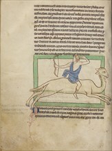 A Dromedary; England; about 1250 - 1260; Pen-and-ink drawings tinted with body color and translucent washes on parchment; Leaf