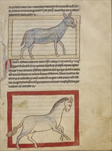 A Donkey; A Horse; England; about 1250 - 1260; Pen-and-ink drawings tinted with body color and translucent washes on parchment
