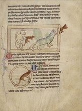 Cats; A Mouse; England; about 1250 - 1260; Pen-and-ink drawings tinted with body color and translucent washes on parchment; Leaf