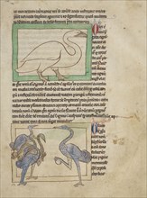 A Swan; Cranes; England; about 1250 - 1260; Pen-and-ink drawings tinted with body color and translucent washes on parchment