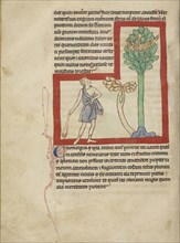 A Cinomolgus; England; about 1250 - 1260; Pen-and-ink drawings tinted with body color and translucent washes on parchment; Leaf