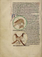 A Hawk; Magpies; England; about 1250 - 1260; Pen-and-ink drawings tinted with body color and translucent washes on parchment