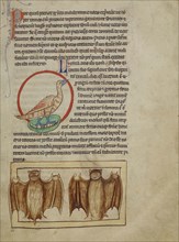 A Nightingale; Bats; England; about 1250 - 1260; Pen-and-ink drawings tinted with body color and translucent washes on parchment