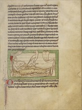 A Caladrius; England; about 1250 - 1260; Pen-and-ink drawings tinted with body color and translucent washes on parchment; Leaf