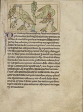 Pelicans; England; about 1250 - 1260; Pen-and-ink drawings tinted with body color and translucent washes on parchment; Leaf