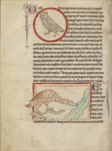 A Hoopoe; An Ibis; England; about 1250 - 1260; Pen-and-ink drawings tinted with body color and translucent washes on parchment