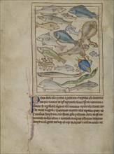 Fish and Sea Monsters; England; about 1250 - 1260; Pen-and-ink drawings tinted with body color and translucent washes