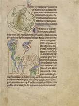 A Lizard; Salamanders; England; about 1250 - 1260; Pen-and-ink drawings tinted with body color and translucent washes