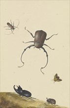 Four Beetles and a Flying Stink Bug; Nicolaas Struyck, Dutch, 1686 - 1769, Netherlands; 1715; Pen and black ink, watercolor