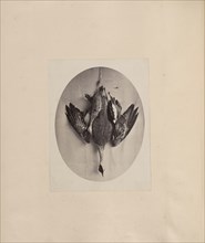 Dead Fowl; India; about 1881; Albumen silver print