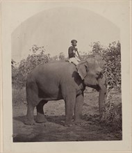 Man on Elephant; India; about 1881; Albumen silver print