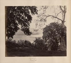 Manus Bul, Plane Trees; Samuel Bourne, English, 1834 - 1912, Kashmir, India; 1864; Albumen silver print