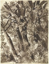 Trunks and Branches; Franz Innocenz Kobell, German, 1749 - 1822, Germany; about 1797 - 1819; Brown ink and wash; 21.2 x 16.4 cm