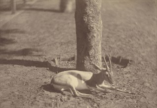 Gazelle Lying Down Against a Tree; Théodule Devéria, French, 1831 - 1871, France; 1865; Albumen silver print