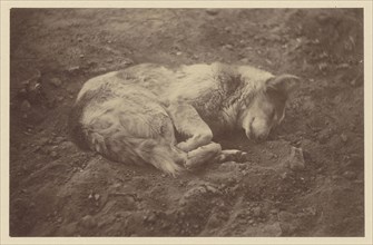 Sleeping Dog; Théodule Devéria, French, 1831 - 1871, France; 1865; Albumen silver print