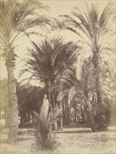 Gous; Théodule Devéria, French, 1831 - 1871, Gous, Egypt; 1859 - 1862; Albumen silver print