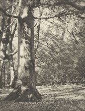 Dearleap Woods; Frederick H. Evans, British, 1853 - 1943, London, England; negative 1909; print 1911; Photogravure; 12 x 9.3 cm