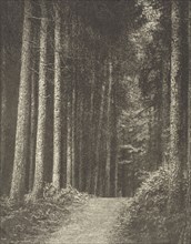 Redlands Woods; Frederick H. Evans, British, 1853 - 1943, London, England; negative 1909; print 1911; Photogravure