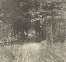 Fir Woods near Leith Hill, Surrey; Frederick H. Evans, British, 1853 - 1943, London, England; negative 1909; print 1911