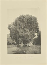 The Whittemore Elm, Arlington; Henry Brooks, American, born 1857, Boston, Massachusetts, United States; 1890; Photogravure