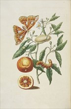 Branch of sweet orange tree, Citrus sinensis, with metamorphosis of Rothschildia hesperus moth, Maria Sybilla Meriaen Over de
