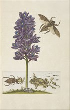 Water hyacinth, Eichhornia crassipes, with giant water bugs, Lethocerus grandis, veined tree-frog, Phrynohyas venulosa