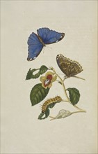 Blue morpho butterfly, Morpho menelaus, larva and pupa of an unidentified species, Maria Sybilla Meriaen Over de voortteeling