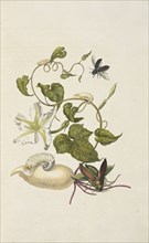 Moonflower, Ipomoea alba, with Passalus interruptus beetle and jewel beettle, Euchroma gigantea, Maria Sybilla Meriaen