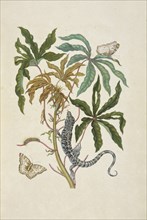 Branch of a cassava, Manihot esculenta, with black tegu or lizard, Tupinambis nigropunctatus, and white peacock butterfly