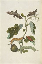 Branch of a fig tree, Ficus carica, with metamorphosis of fig sphinx, Pachylia ficus, and Pachylia syces moth, Maria Sybilla