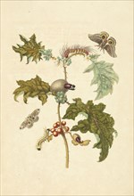 Thistle-like plant, Solanum stramoniifolium, with moth of the Automeris species, Molippa nibasa moth, and unidentified larva