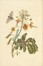 Peacock flower, Caesalpinia pulcherrima, and metamorphosis of tobacco hawk moth, Manduca sexta, Maria Sybilla Meriaen Over de