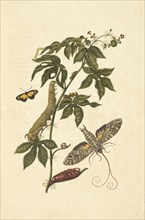 Belly-ache bush, Jatropha gossypifolia, with metamorphosis of a giant sphinx moth, Cocytius antaeus, Maria Sybilla Meriaen