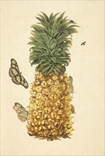 Pineapple, Ananas comosus, with metamorphosis of bamboo page, Philaethria dido, and twice-stabbed lady bird beetle Chilocorus