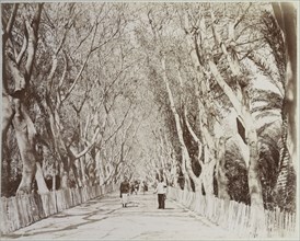 Tree-line avenue, Basse Egypte Janvier 1906, Travel albums from Paul Fleury's trips to the Middle East, India, Asia