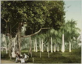 View in Esbekieh Garden, Cairo, Egypt, liane et sagoutier Esbekieh, 1906, Travel albums from Fleury's trips to the Middle East