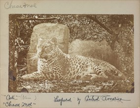 Leopard, Augustus and Alice Dixon Le Plongeon photographs of Mexican archaeological sites, Le Plongeon, Augustus, 1826-1908