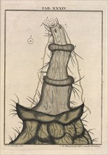 Table XXXIV: le boïau de la ponte d'une mouche femelle, Amusement microscopique tant pour l'esprit, que pour les yeux