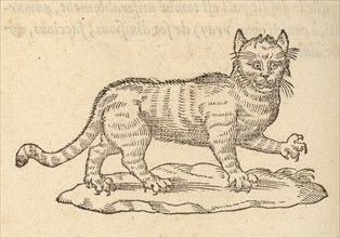 Le Chat, Devises heroïqves, Paradin, Claude, 16th cent., Salomon, Bernard, ca. 1506-ca. 1561, Woodcut, 1557, Woodcut