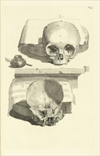 Plate 89, Godefridi Bidloo, medicinae doctoris and chirurgi, Anatomia humani corporis: centum and quinque tabulis