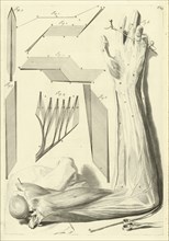 Plate 64, Godefridi Bidloo, medicinae doctoris and chirurgi, Anatomia humani corporis: centum and quinque tabulis