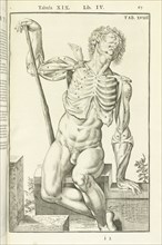 Lib. IV, Tabula XIX, Lib. IV, Adriani Spigelii Bruxellensis equitis D. Marci, olim in Patavino gymnasio anatomiae et chirurgiae