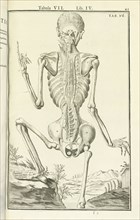 Lib. IV, Tabula VII, Lib. IV, Adriani Spigelii Bruxellensis equitis D. Marci, olim in Patavino gymnasio anatomiae et chirurgiae