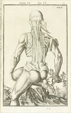 Lib. IV, Tabula IV, Lib. IV, Adriani Spigelii Bruxellensis equitis D. Marci, olim in Patavino gymnasio anatomiae et chirurgiae