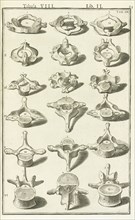 Lib. II, Tabula VIII, Lib. II, Adriani Spigelii Bruxellensis equitis D. Marci, olim in Patavino gymnasio anatomiae et chirurgiae