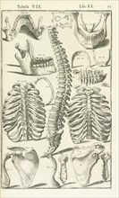 Lib. II., Tabula VII, Lib. II. Adriani Spigelii Bruxellensis equitis D. Marci, olim in Patavino gymnasio anatomiae et chirurgiae