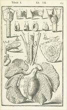 Lib. IX., Tabula I, Lib. IX. Adriani Spigelii Bruxellensis equitis D. Marci, olim in Patavino gymnasio anatomiae et chirurgiae