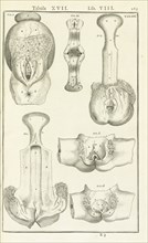 Lib. VIII, Tabula XVII, Lib. VIII, Adriani Spigelii Bruxellensis equitis D. Marci, olim in Patavino gymnasio anatomiae