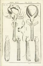 Lib. VIII, Tabula XVI, Lib. VIII, Adriani Spigelii Bruxellensis equitis D. Marci, olim in Patavino gymnasio anatomiae