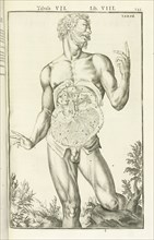 Lib. VIII, Tabula VII, Lib. VIII, Adriani Spigelii Bruxellensis equitis D. Marci, olim in Patavino gymnasio anatomiae